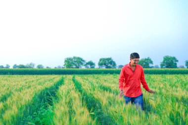young  indian farmer at wheat field