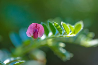 Taze yeşil nohut alan, olarak da bilinen harbara veya harbhara Hintçe ve nohut bilimsel adıdır nohut,