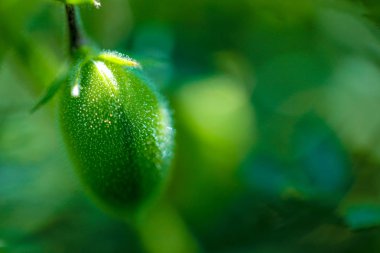 Taze yeşil nohut alan, olarak da bilinen harbara veya harbhara Hintçe ve nohut bilimsel adıdır nohut,
