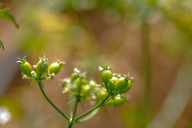 green Coriander in farm