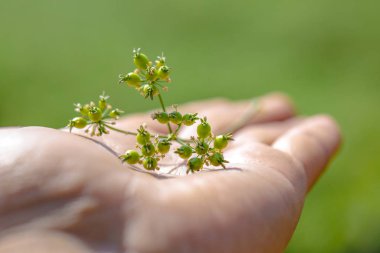 green Coriander in farm