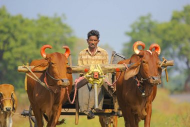 indian farmer on bull cart