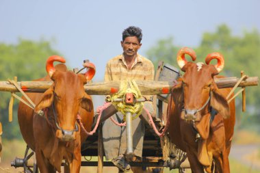 indian farmer on bull cart