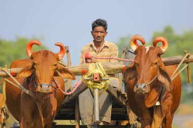 indian farmer on bull cart
