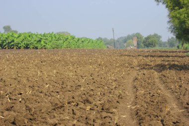 agriculture field with farm plants