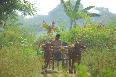 indian farmer on bull cart