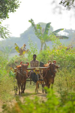 indian farmer on bull cart