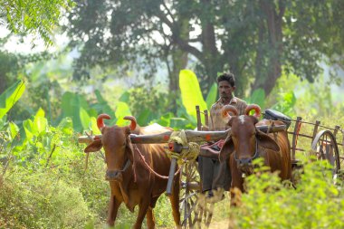 indian farmer on bull cart