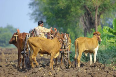 indian farmer on bull cart