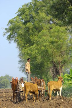 indian farmer on bull cart