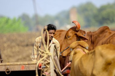 indian farmer on bull cart