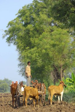indian farmer on bull cart