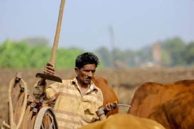 indian farmer with bull