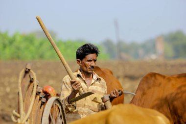 indian farmer with bull