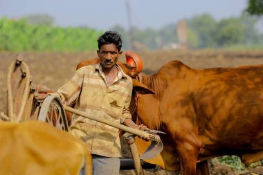 indian farmer with bull