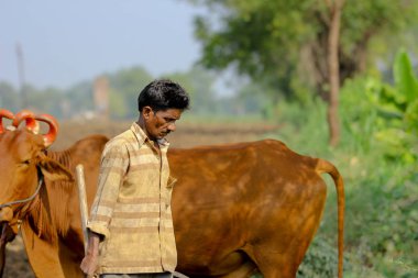 indian farmer with bull