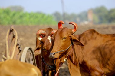 indian farmer with bull