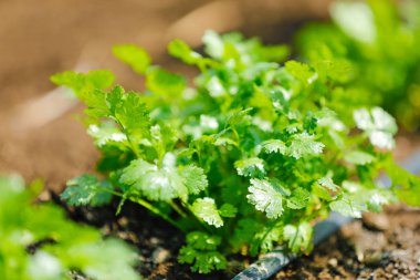 green Coriander field india