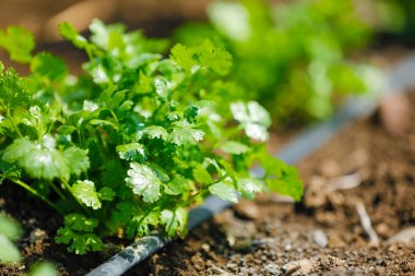 green Coriander field india