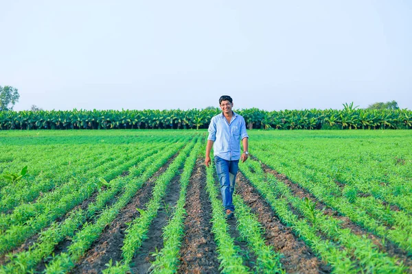 Young Indian Farmer Wheat Field — Φωτογραφία Αρχείου