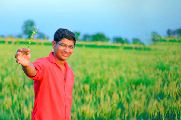 Young Indian Farmer Wheat Field — Stok fotoğraf