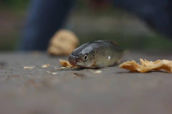 Sem Peixes Água Pedra — Fotografia de Stock