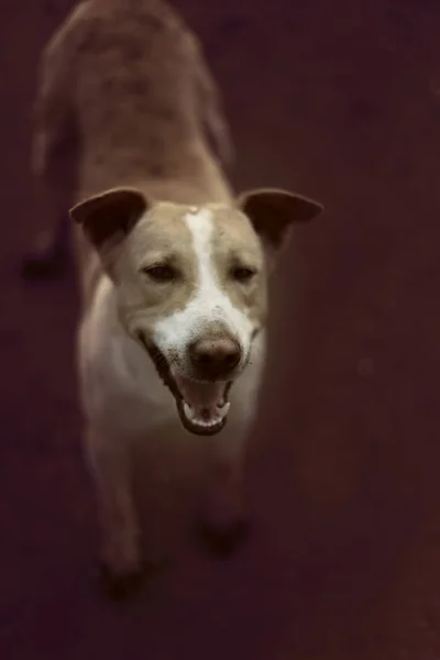 Cão Indiano Fim Acima Cão Branco Indiano — Fotografia de Stock