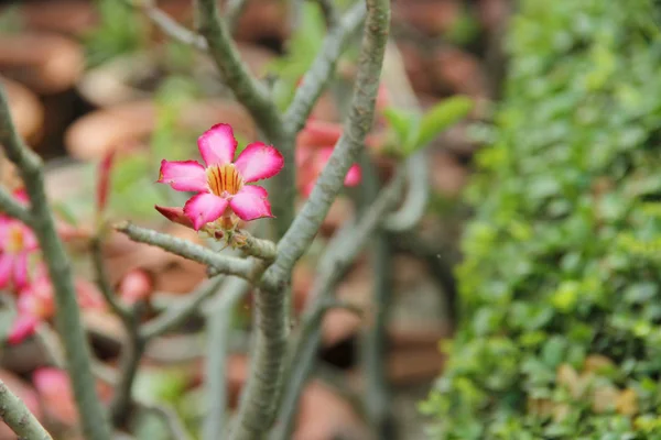 Desert Roses Blurred Background Pink Flower — Stock fotografie