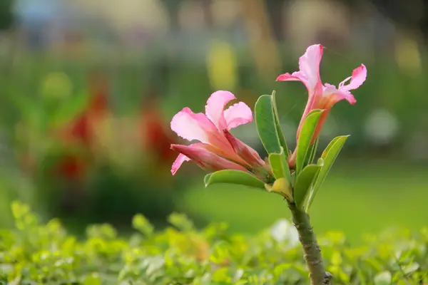 Desert Roses Blurred Background Pink Flower — Stock fotografie