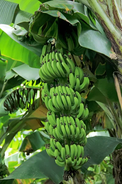 Green Banana Farm — 图库照片