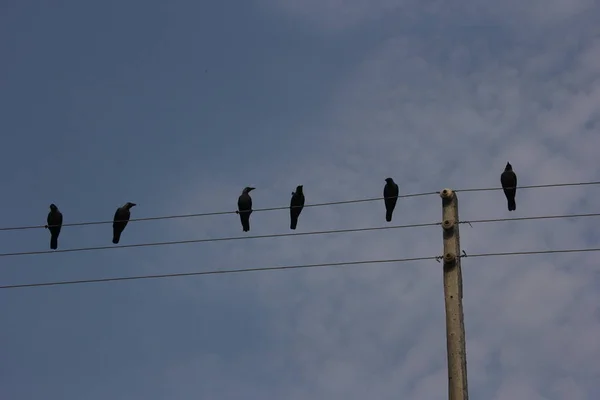 Bird Flaying Sky — ストック写真