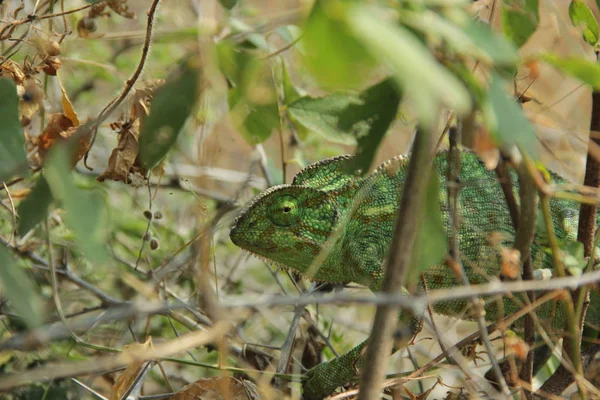 Chameleon Tree Eating Something — Stock Photo, Image