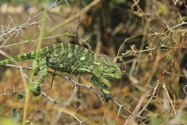 Chameleon Tree Eating Something — Stockfoto