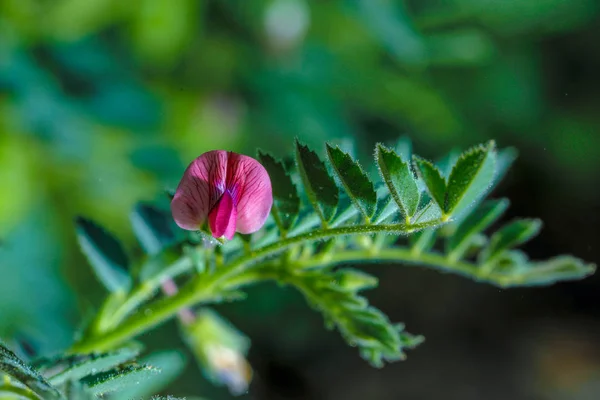 Fresh Green Chickpeas Field Chick Peas Also Known Harbara Harbhara — Stock Photo, Image