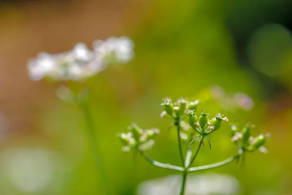 Green Coriander Farm — Photo