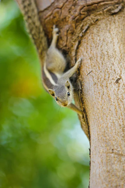 Squirrel Tree Eating Something — Stock Photo, Image