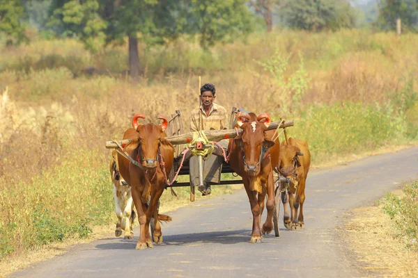 Indian Farmer Bull Cart — Fotografia de Stock