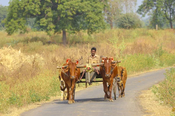 Indian Farmer Bull Cart —  Fotos de Stock