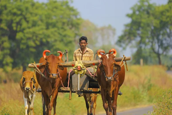 Indian Farmer Bull Cart — Photo
