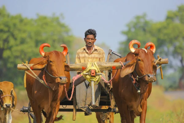 Indian Farmer Bull Cart — Fotografia de Stock