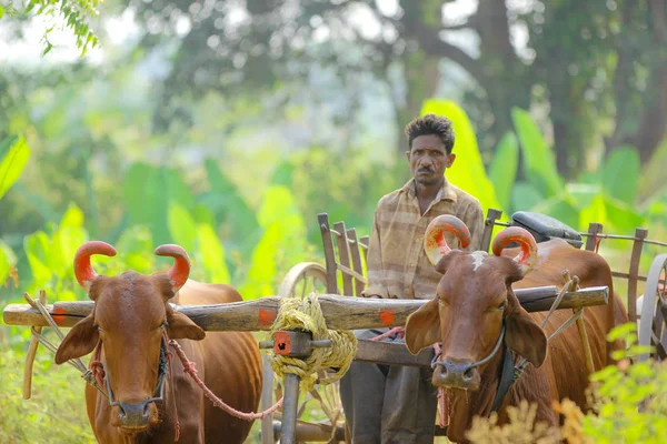 indian farmer on bull cart
