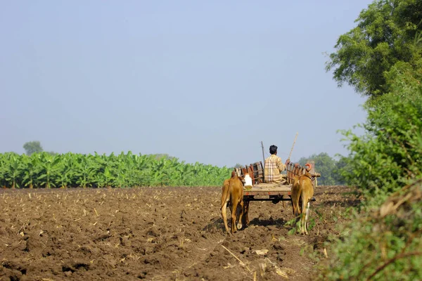 Indian Farmer Bull Cart —  Fotos de Stock