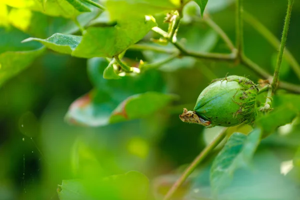 Green Cotton Farm — Stockfoto