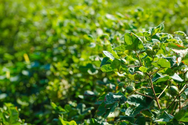 green cotton in farm