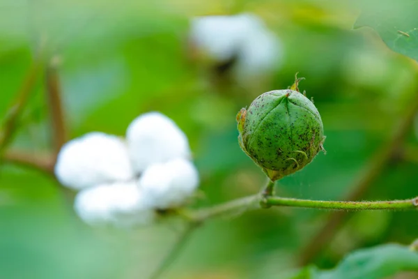 Green Cotton Farm — Stockfoto