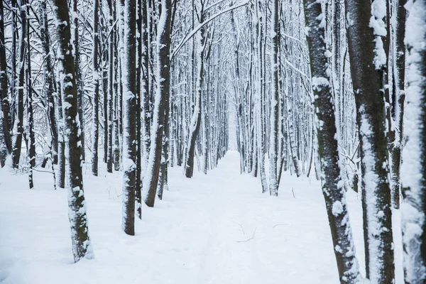 Muchos Árboles Forestales Bajo Nieve Invierno — Foto de Stock