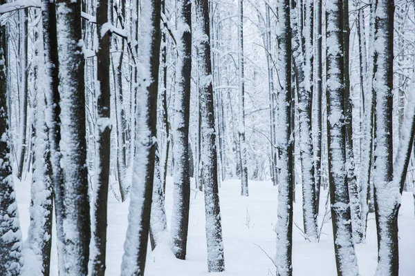 Muchos Troncos Árboles Bosque Invierno — Foto de Stock