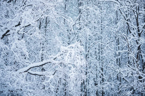 Rami Alberi Forestali Sotto Neve Una Giornata Invernale — Foto Stock