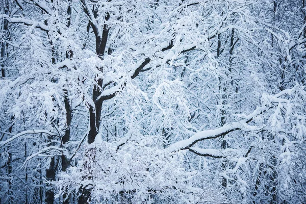 Ramos Árvores Grandes Sob Neve Dia Inverno — Fotografia de Stock