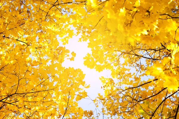 秋天有黄叶的树枝 — 图库照片